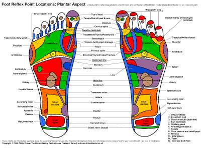 Reflexology Foot Chart Right