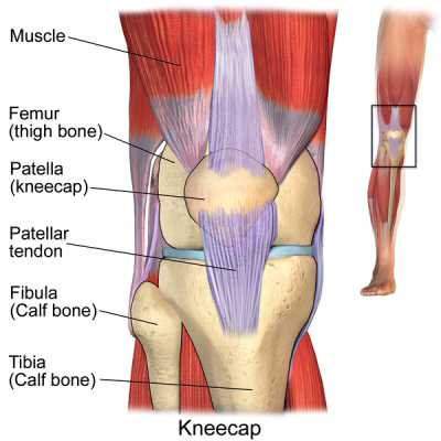 An image of the Knee