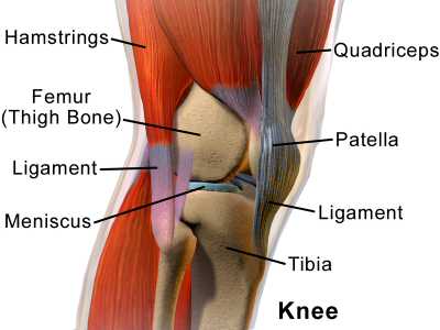A lateral image of the Knee