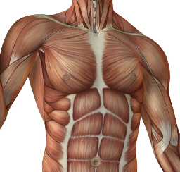 Muscles Overlying the Ribs